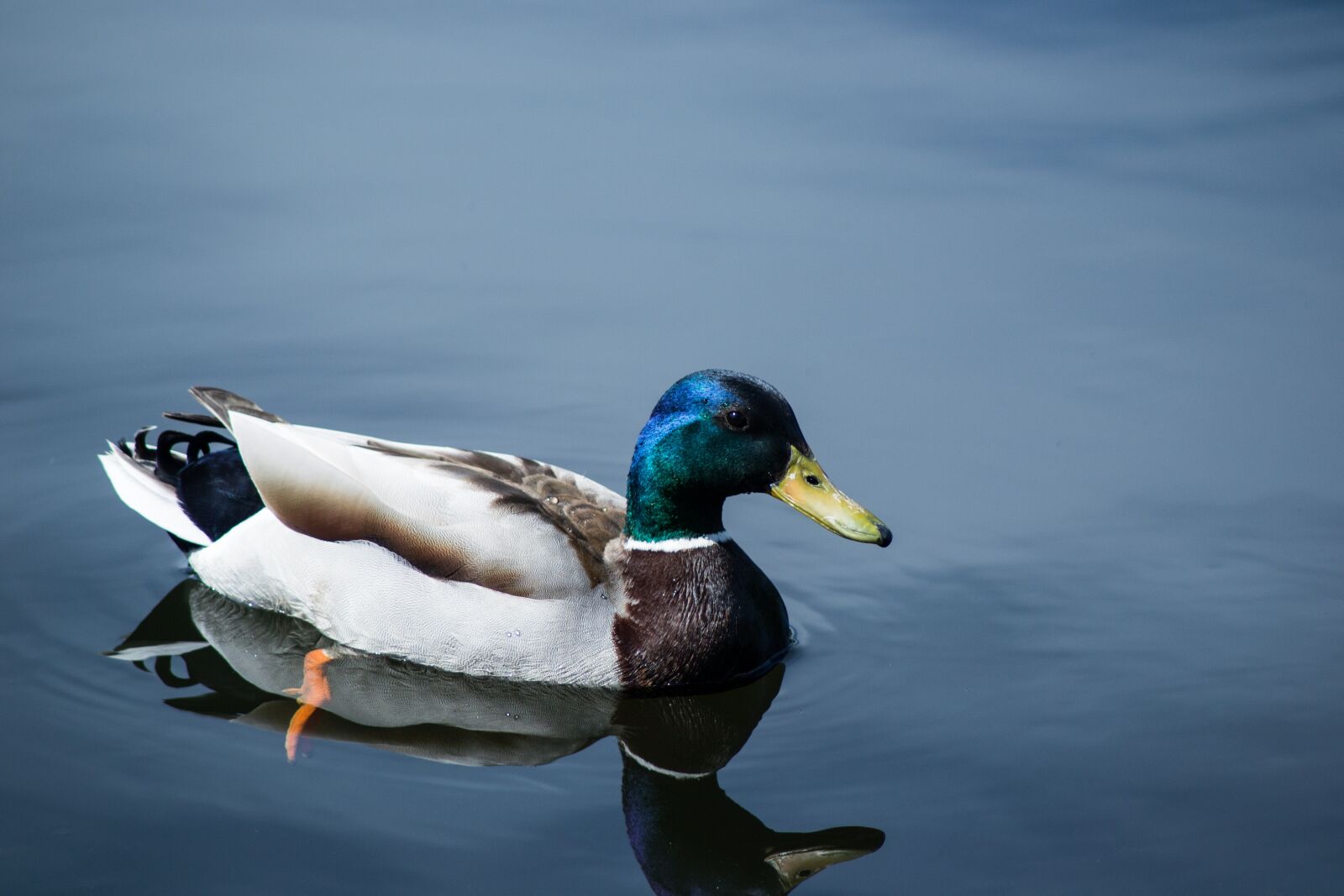 Nikon D3100 sample photo. Animal, beak, bird photography