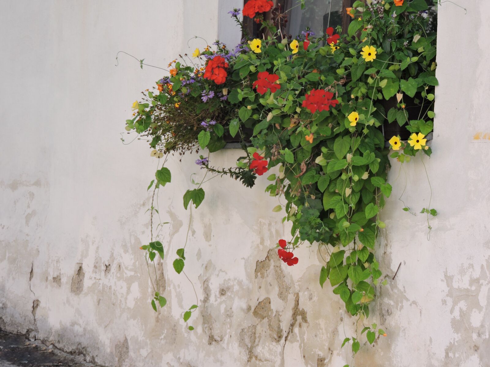 Nikon Coolpix P530 sample photo. Flowers, house wall, window photography