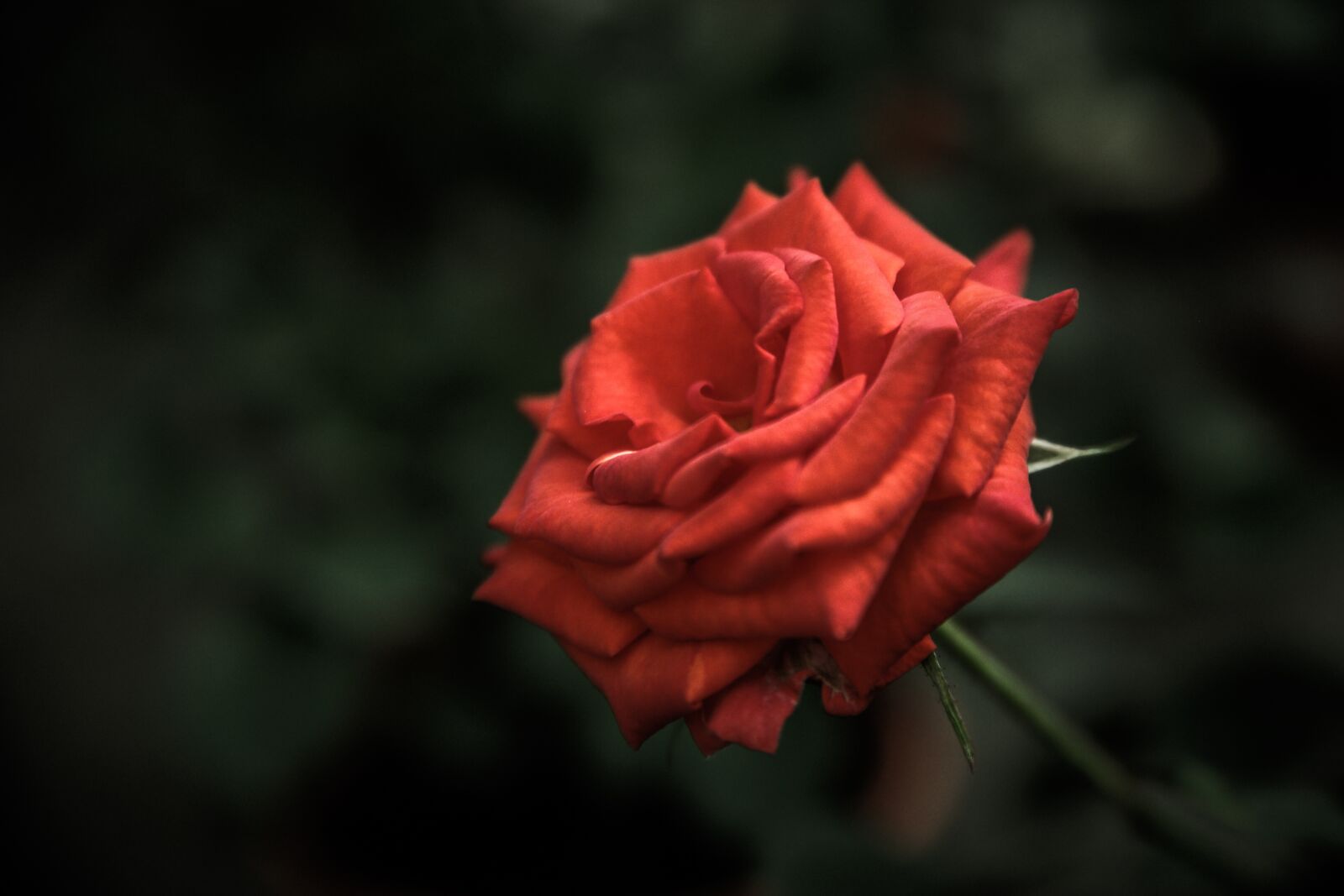 Samsung NX1 sample photo. Red, rose, flower photography