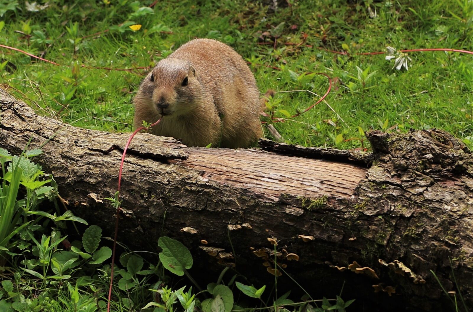 Canon EOS 7D Mark II sample photo. Prairie dog, wildlife, prairie photography