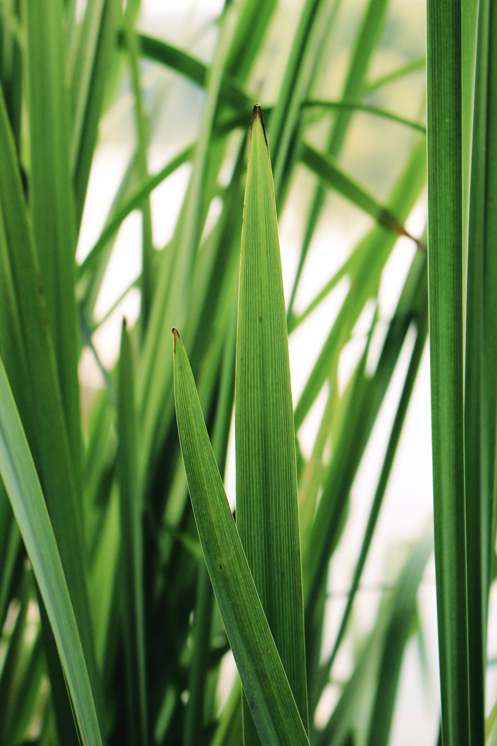Canon EOS 700D (EOS Rebel T5i / EOS Kiss X7i) sample photo. Leaf, water, green photography