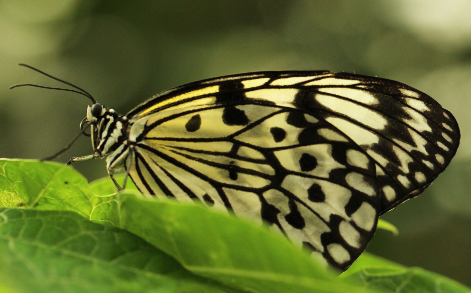 Canon EF 100mm F2.8L Macro IS USM sample photo. Butterfly, tropical world, animal photography