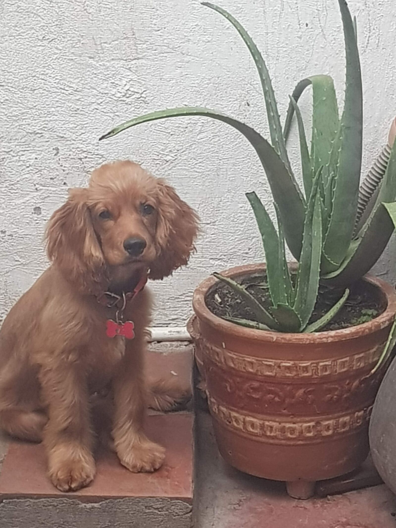 Samsung Galaxy S8+ sample photo. Puppies, pets, animals photography