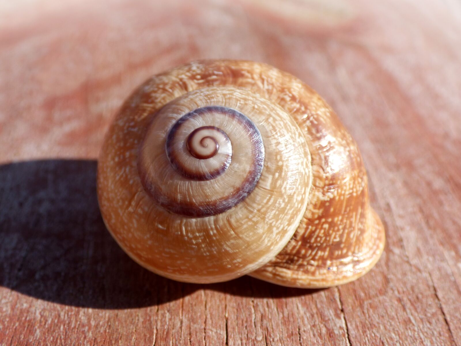 Panasonic Lumix DMC-FZ70 sample photo. Snail, shell, spiral photography