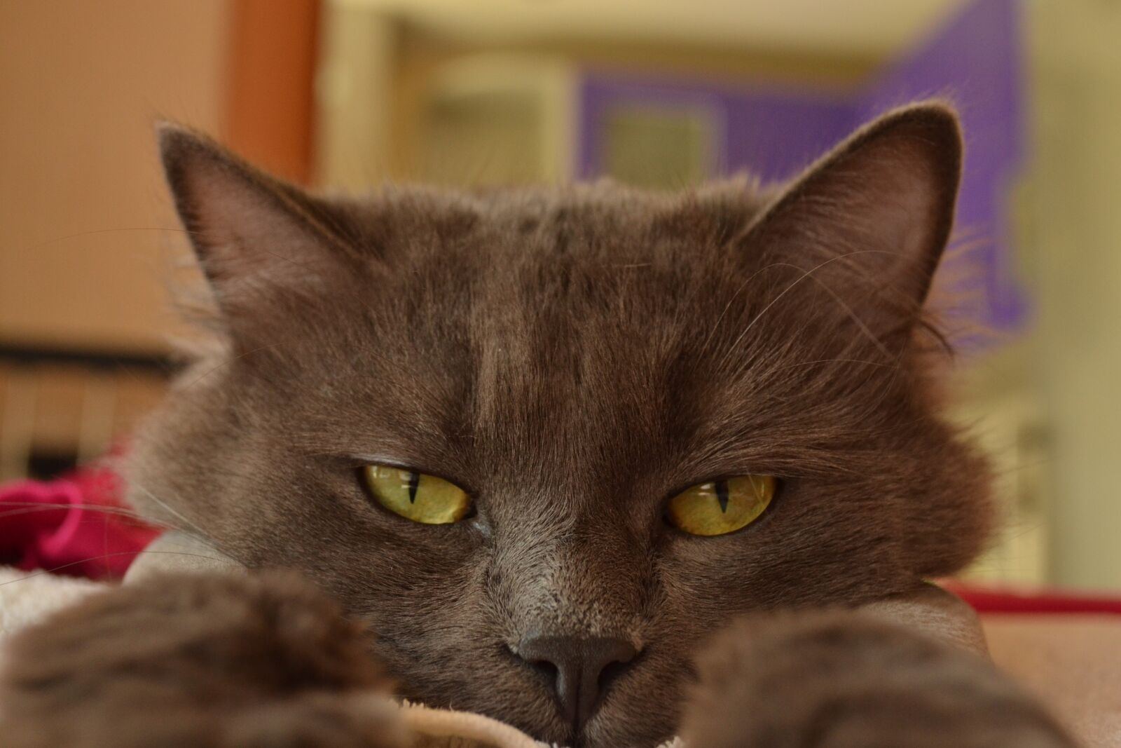 Nikon D3100 sample photo. Eyes, cat, grey cat photography