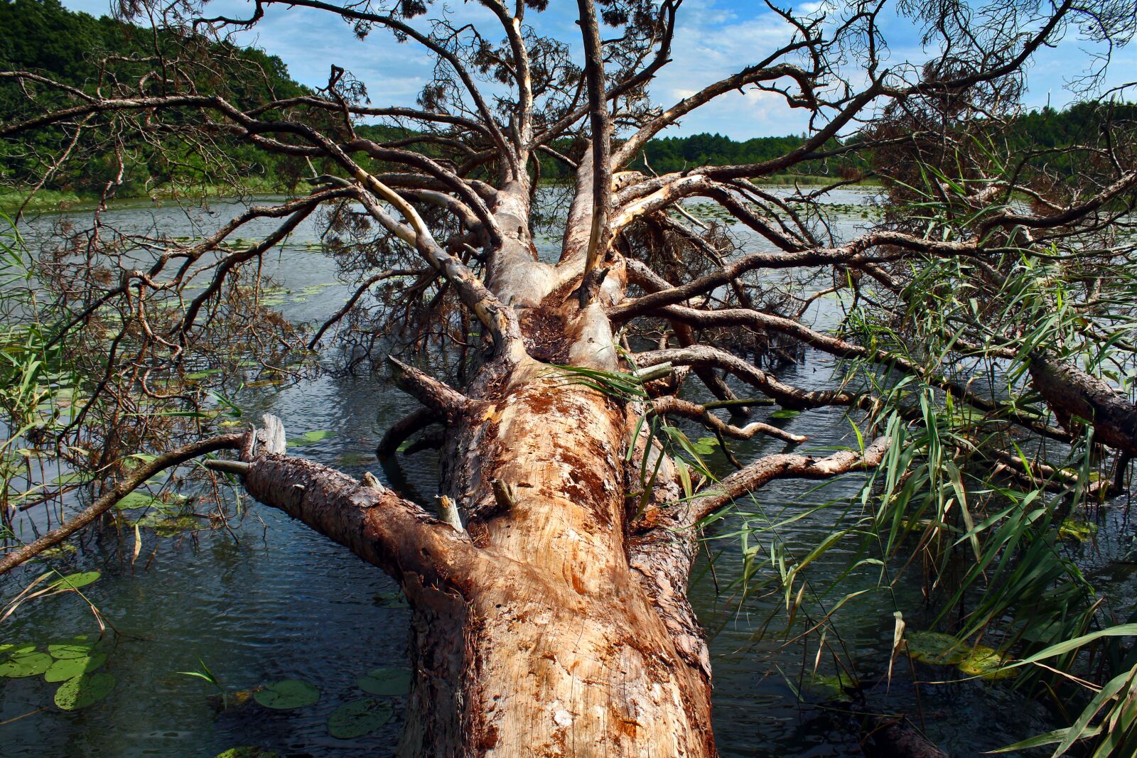 Canon EOS 1200D (EOS Rebel T5 / EOS Kiss X70 / EOS Hi) sample photo. Tree, nature, lake photography
