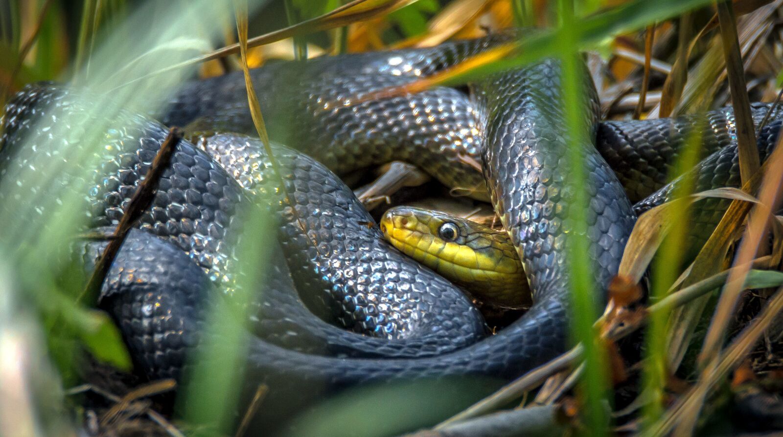 Nikon D3200 sample photo. Grass, snake, reptile, grass photography