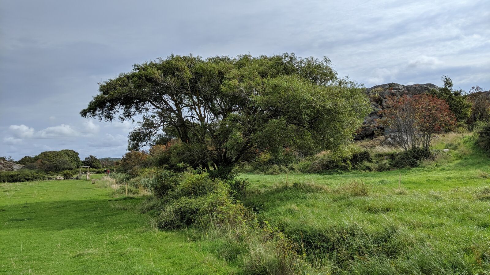 Google Pixel 3 XL sample photo. Tree, nature, landscape photography
