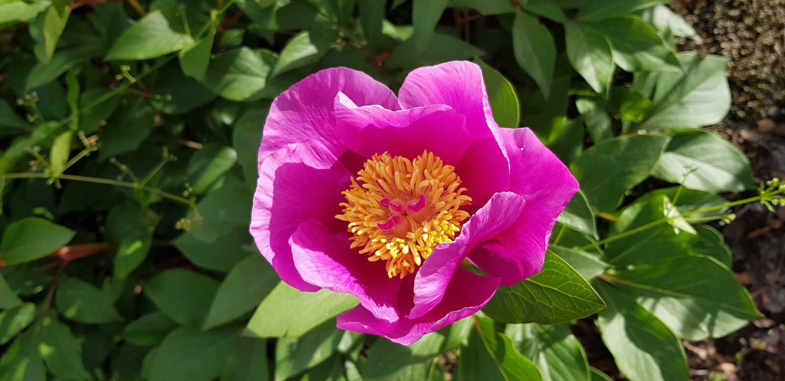 Samsung Galaxy S8 sample photo. Nature, plant, flower photography