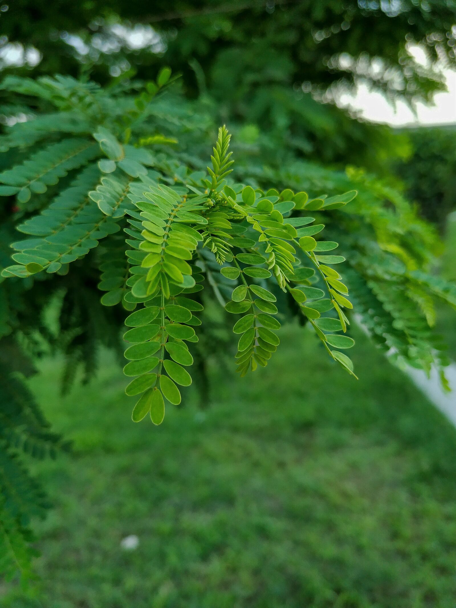 Xiaomi Mi A2 sample photo. Nature, green leaves, adobe photography