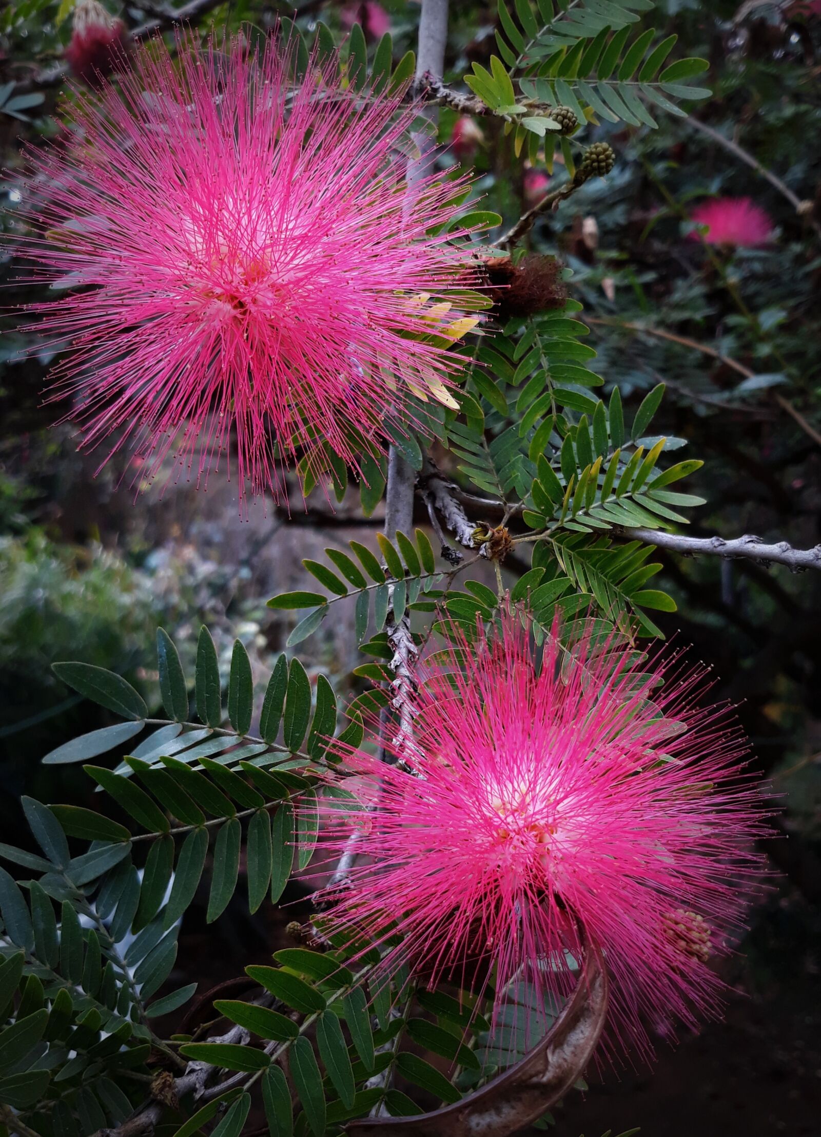 Samsung Galaxy J5 sample photo. Flowers, pink, spring photography
