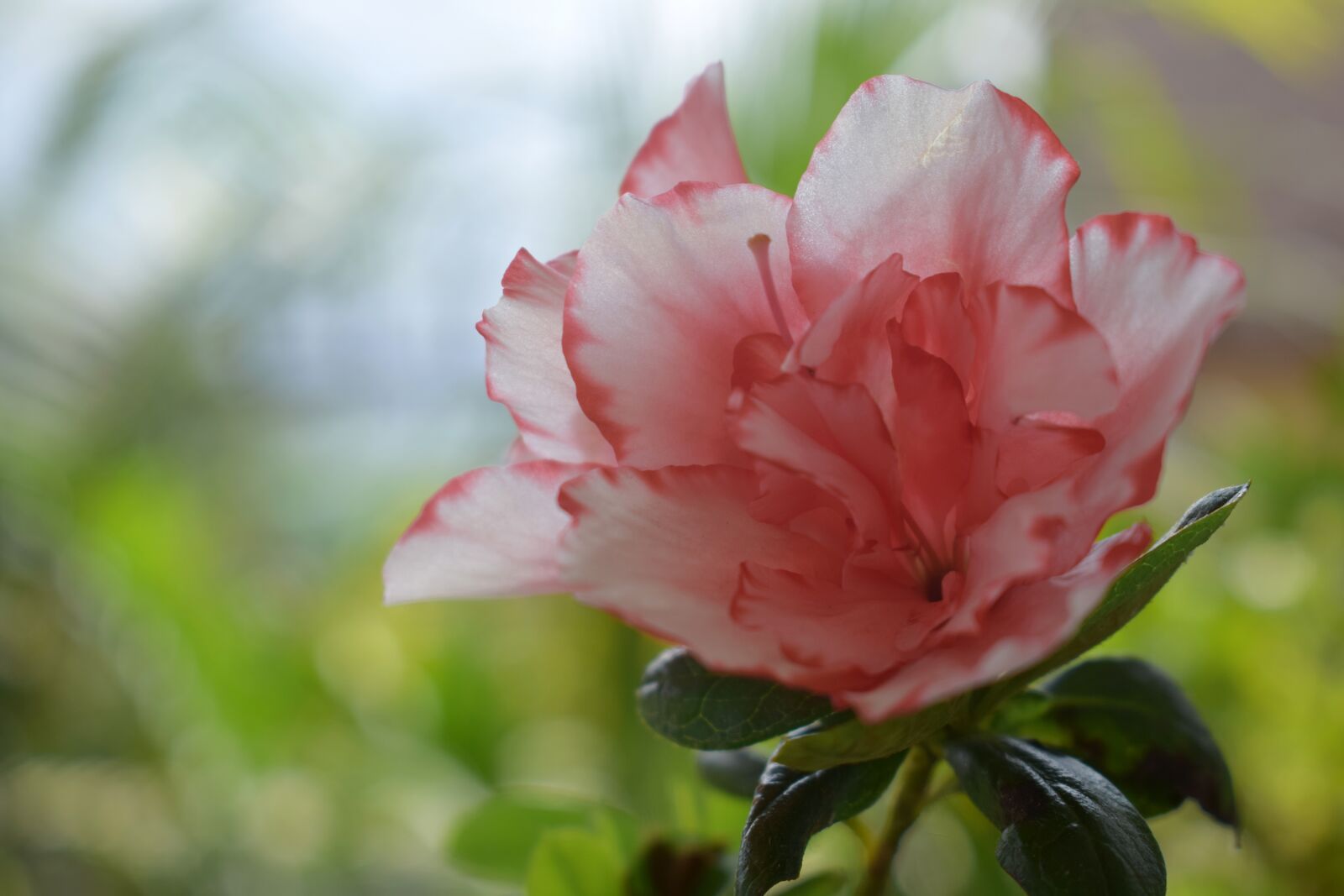 Nikon D5300 sample photo. Garden rose flower, aritar photography