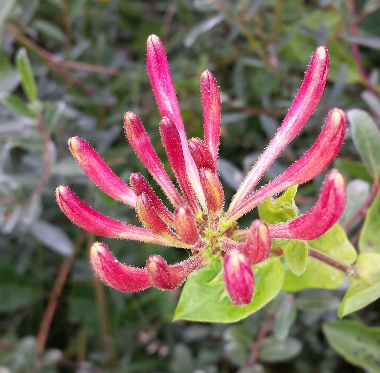 Samsung Galaxy S4 sample photo. Nature, flower, honeysuckle photography