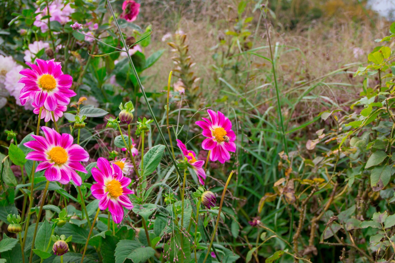 Canon EOS 700D (EOS Rebel T5i / EOS Kiss X7i) sample photo. Dahlias, pink, nature photography