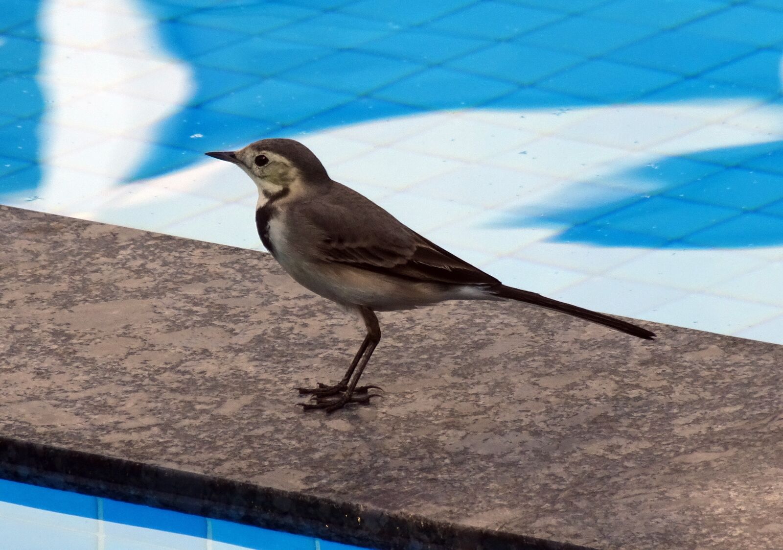 Sony Cyber-shot DSC-HX90V sample photo. Bird, wagtail, white wagtail photography