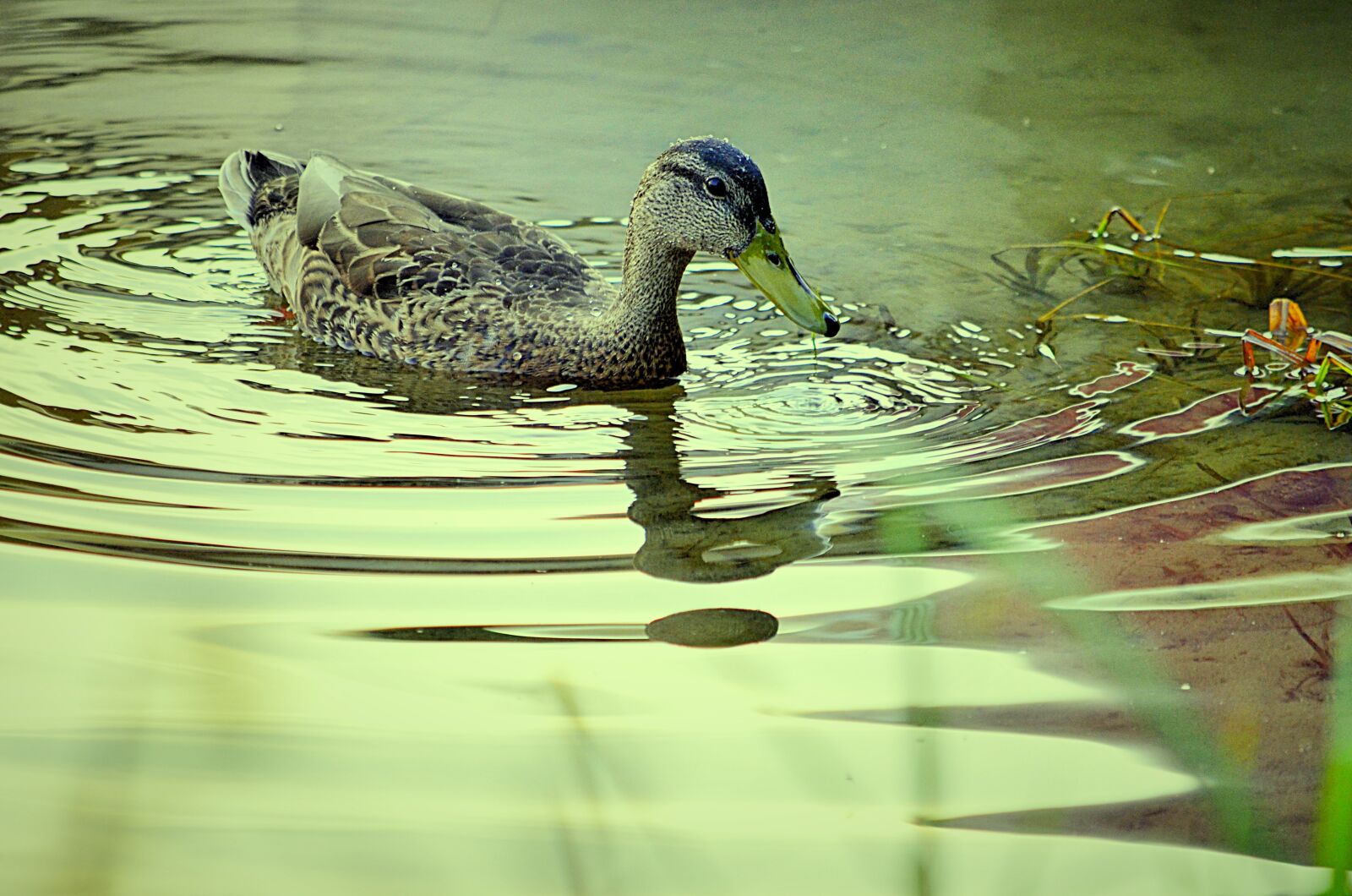 Nikon D5100 sample photo. Duck, pond, nature photography