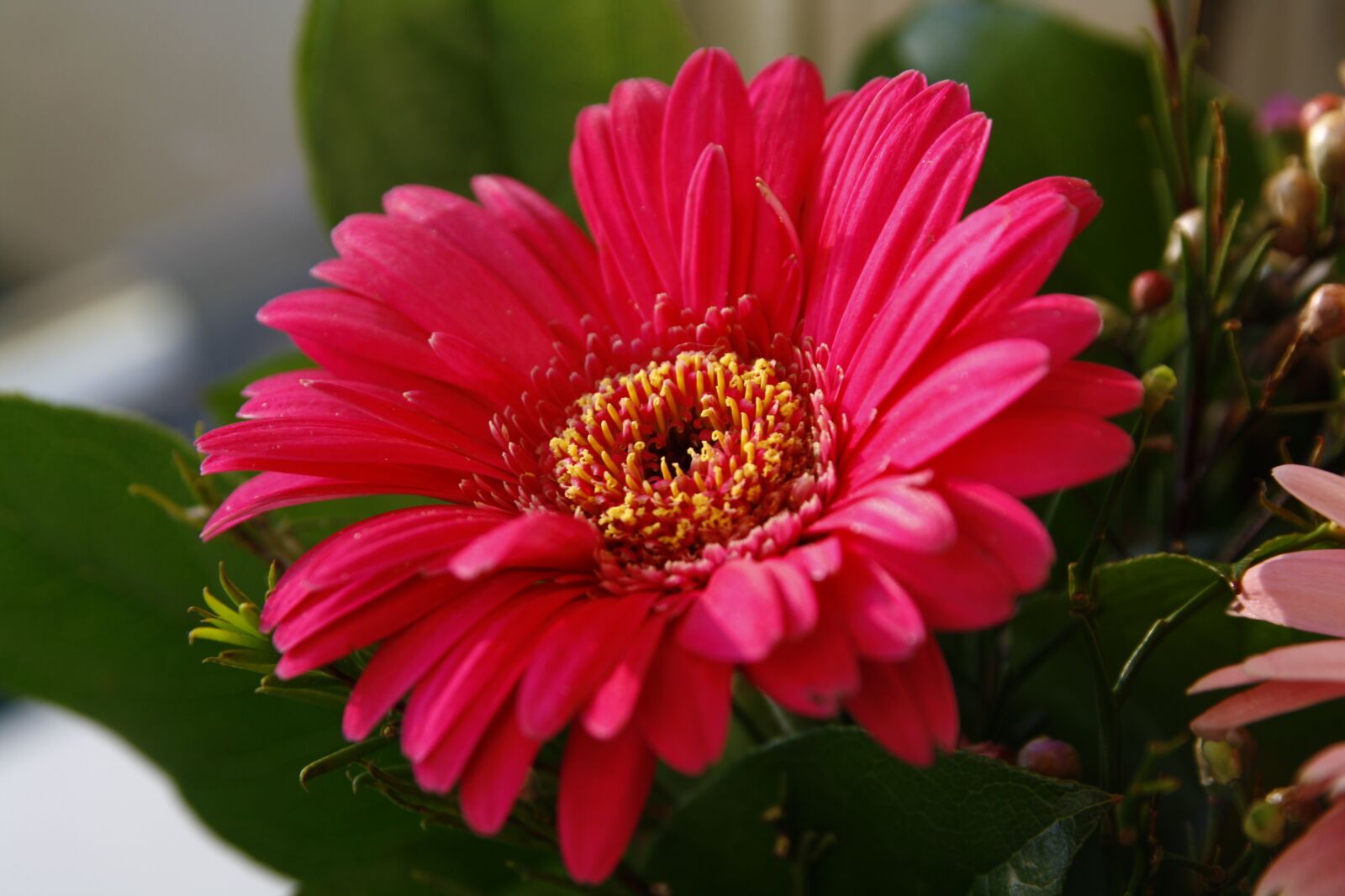 Canon EOS 1000D (EOS Digital Rebel XS / EOS Kiss F) sample photo. Gerbera, red, flower photography