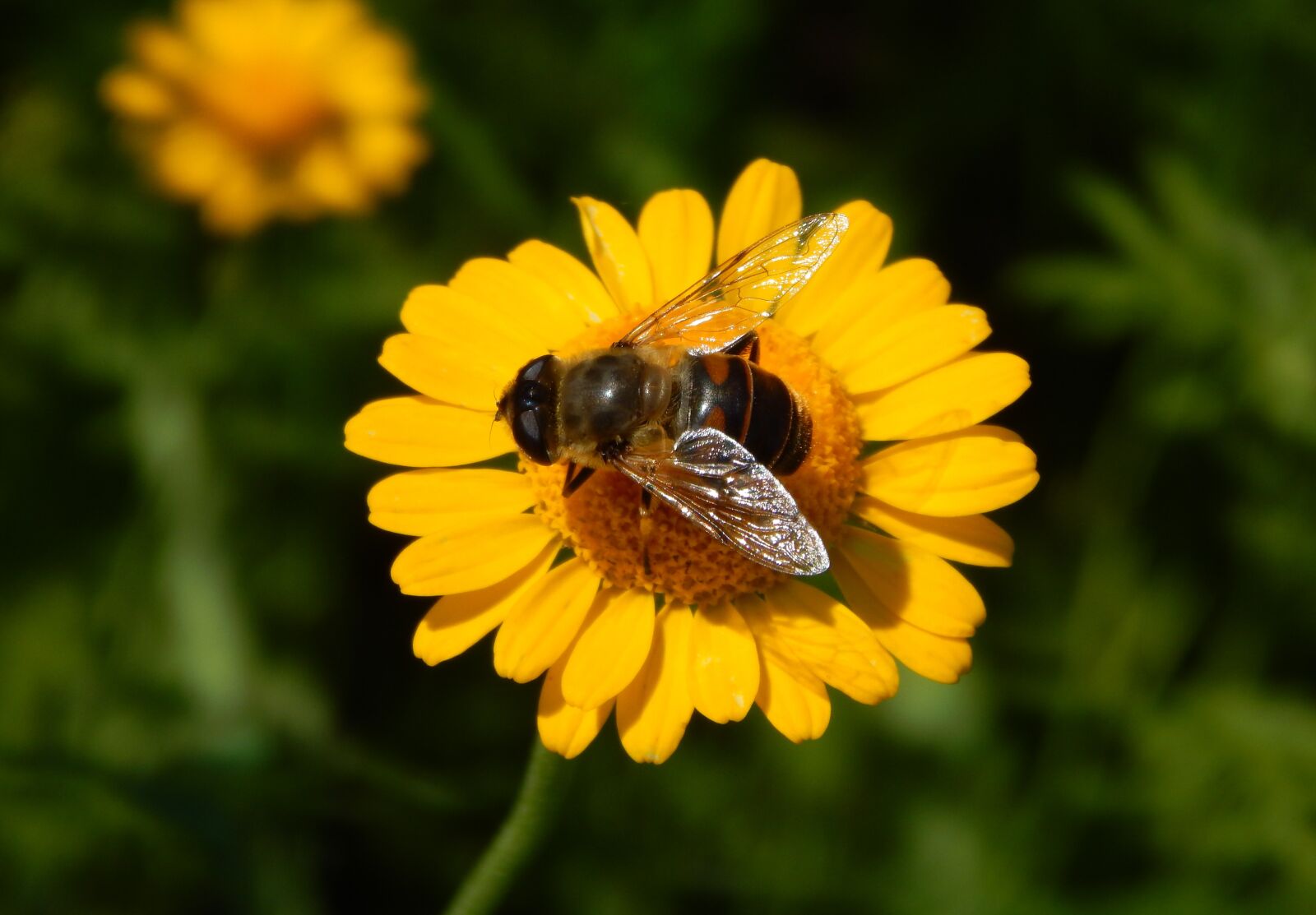Nikon Coolpix L820 sample photo. Bee, flowers, yellow photography