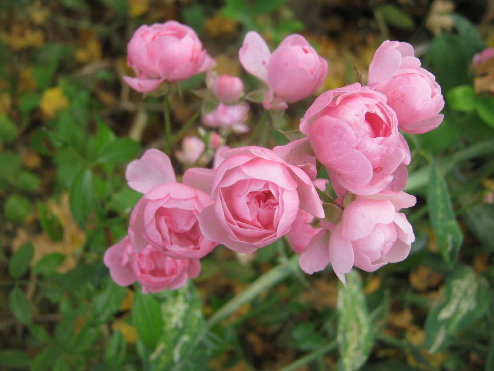 Canon PowerShot A480 sample photo. Flores naturales, rosa amor photography