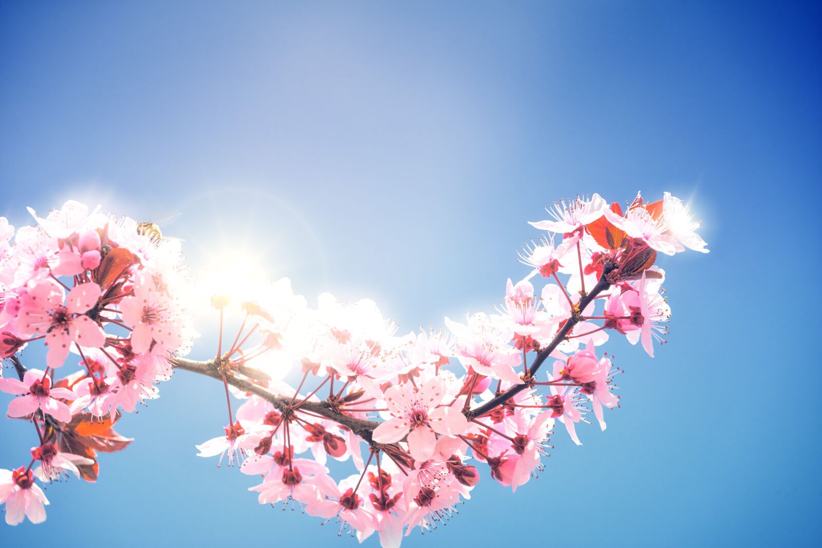 Sony a7 II + DT 70-200mm F4 SAM sample photo. Spring, cherry blossoms, plenty photography