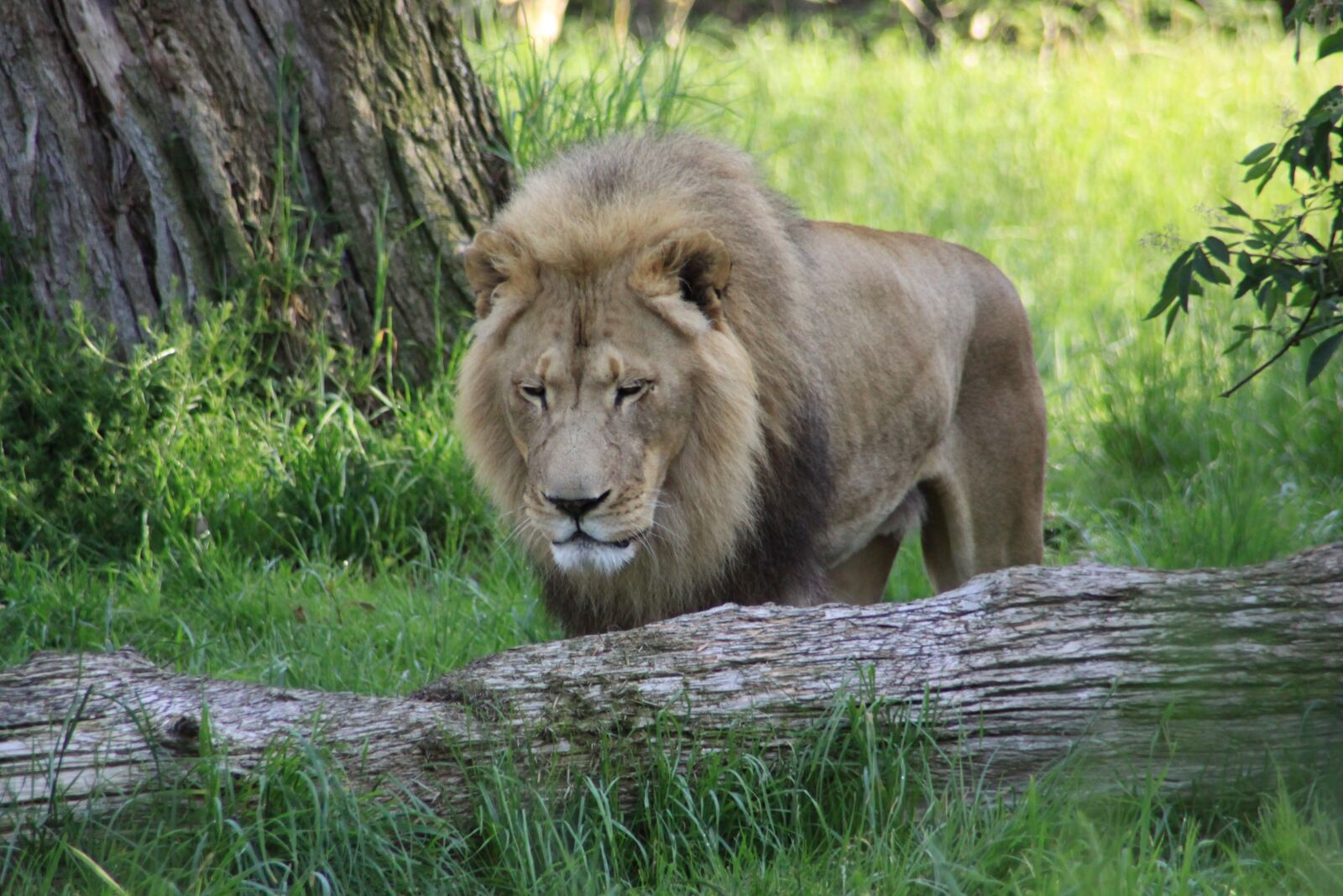 Canon EOS 50D sample photo. Lion, zoo, seattle washington photography