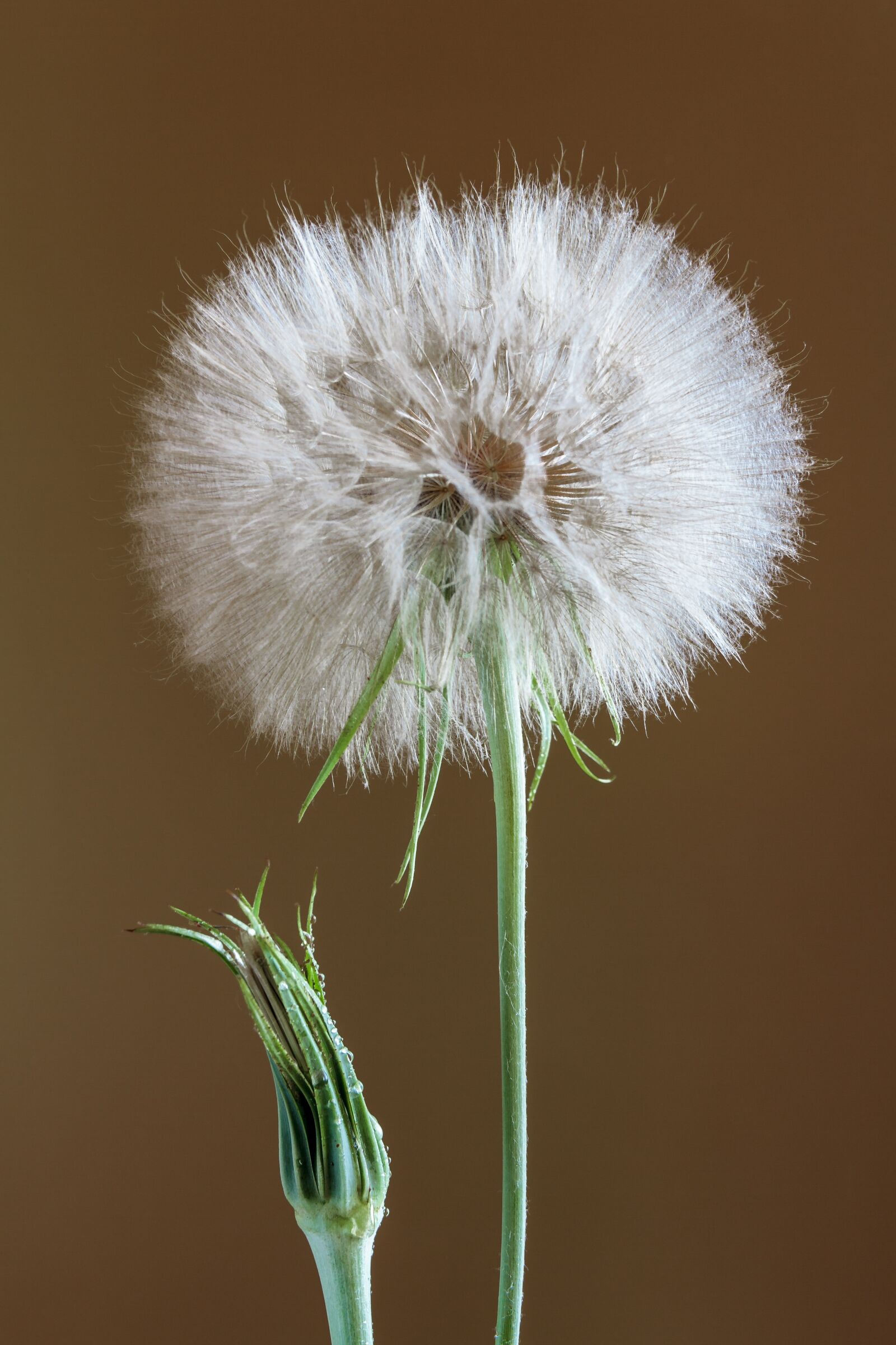 Canon EOS 7D sample photo. Flower, the puck, white photography