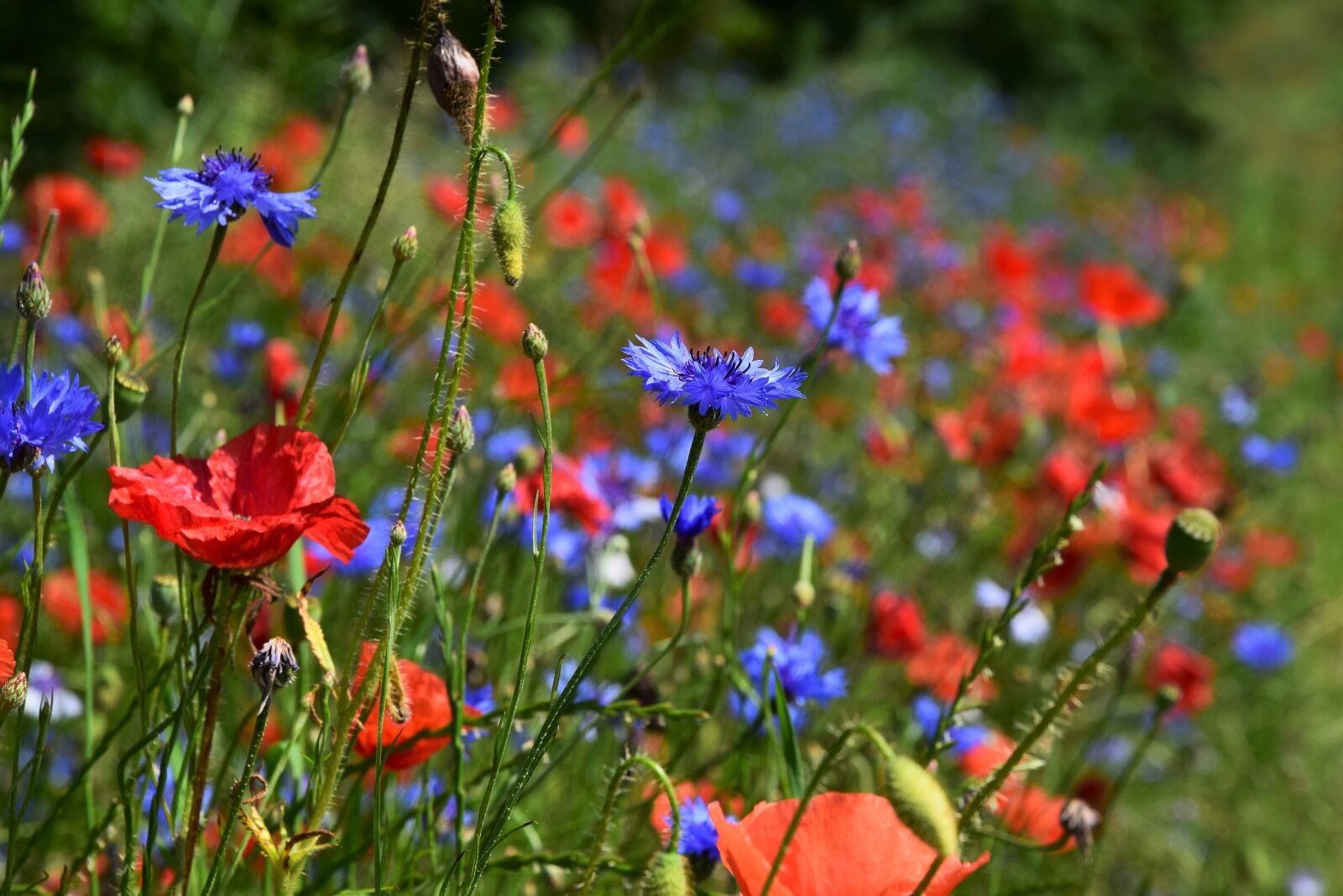 Nikon D5300 sample photo. Poppies, meadow, field photography