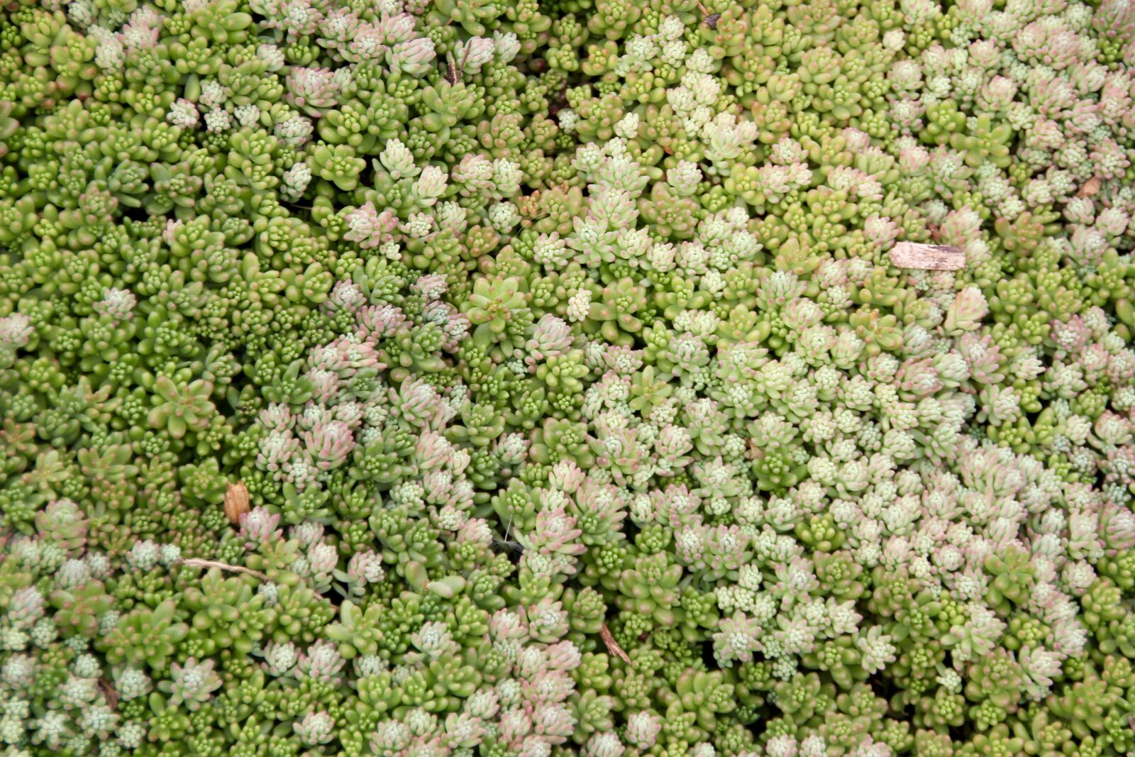 Canon EOS 60D sample photo. Succulents, green, evergreen photography