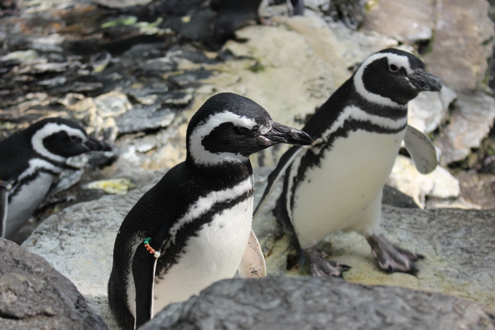 Canon EOS 700D (EOS Rebel T5i / EOS Kiss X7i) sample photo. Penguin, bird, water photography
