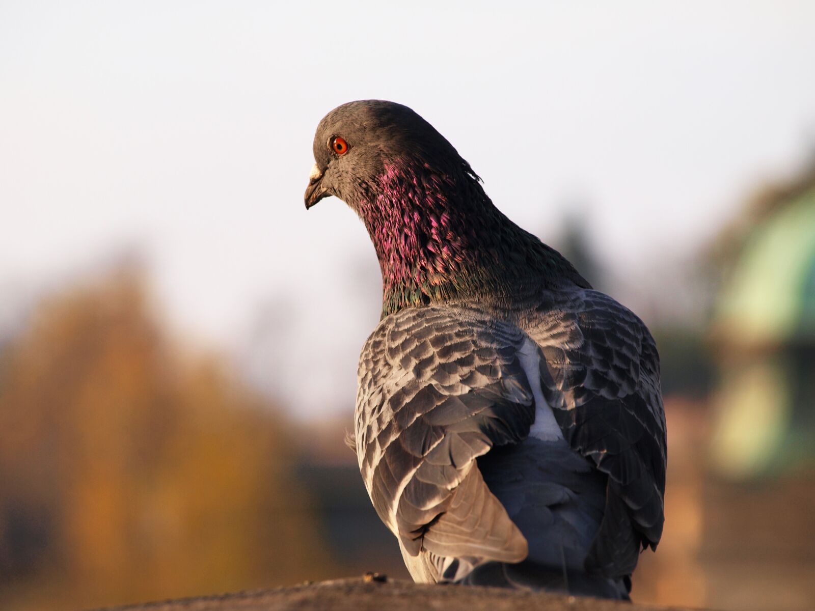 Olympus E-450 (EVOLT E-450) sample photo. Prague, city bird, pigeon photography