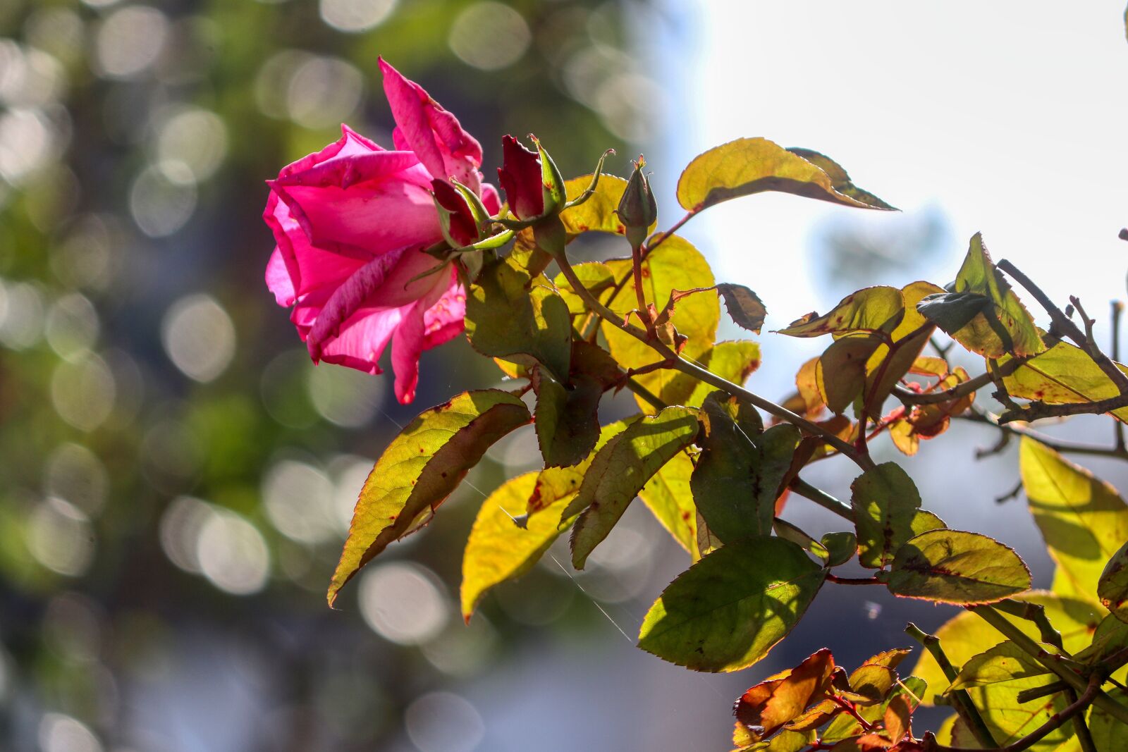 Canon EF-S 55-250mm F4-5.6 IS II sample photo. Rose, autumn, flower photography