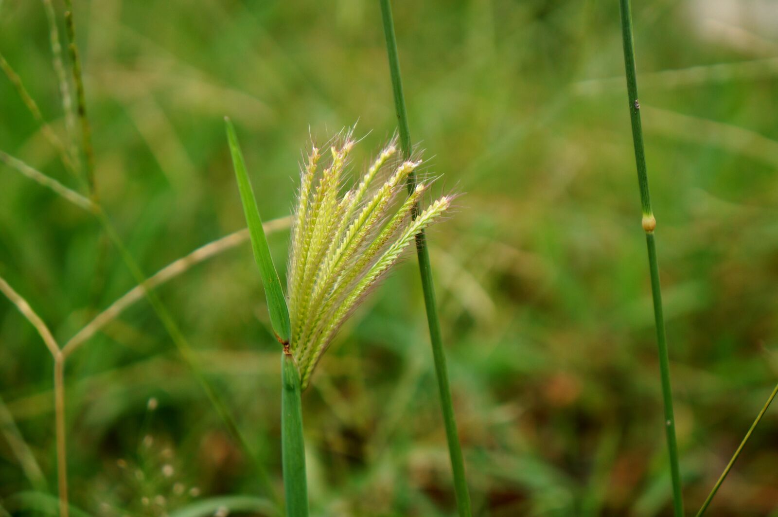 Sony Alpha NEX-F3 + Sony E 18-55mm F3.5-5.6 OSS sample photo. Natural, cotton grass, green photography