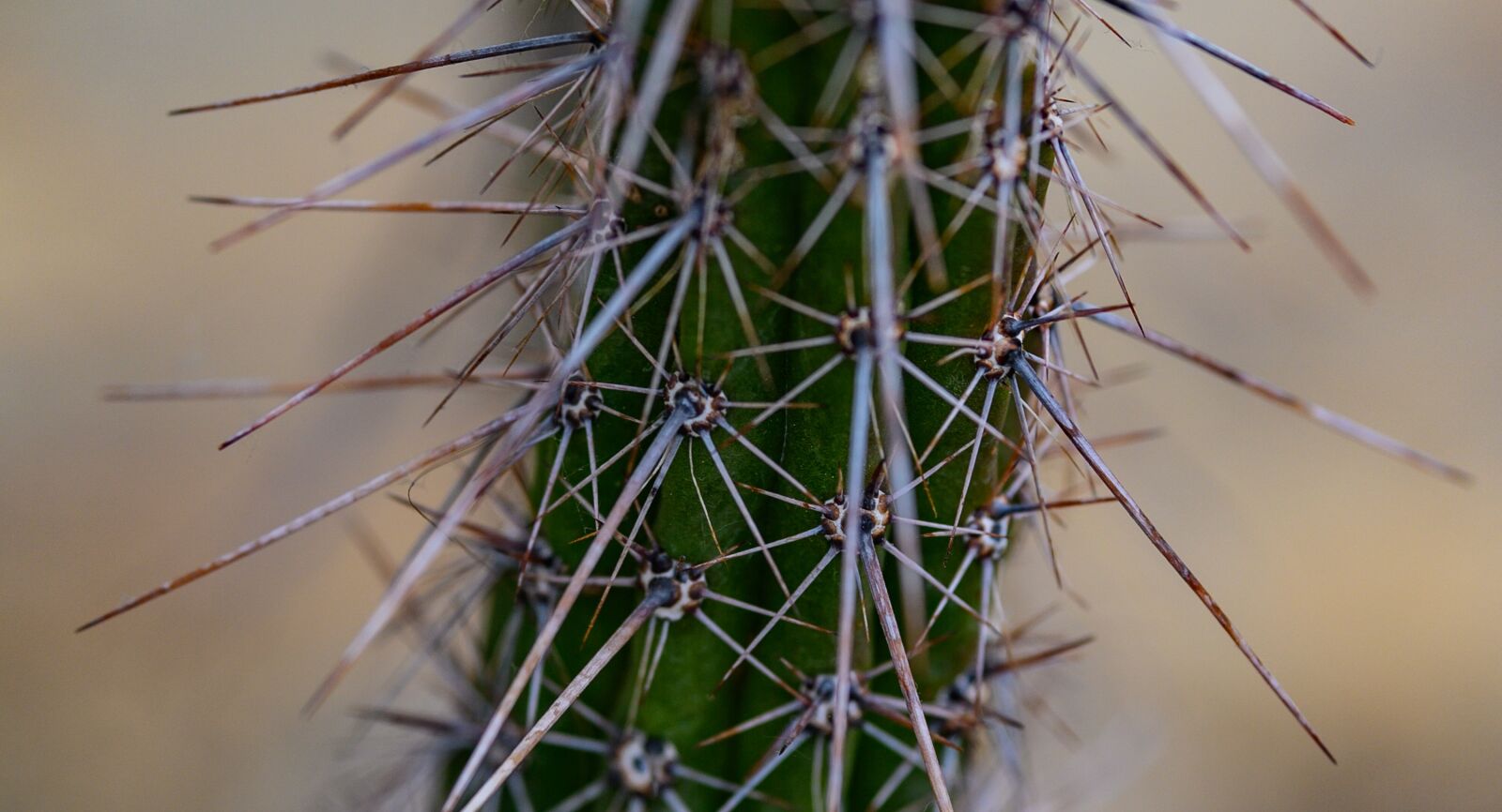 Nikon Z6 sample photo. Cactus, plant, nature photography