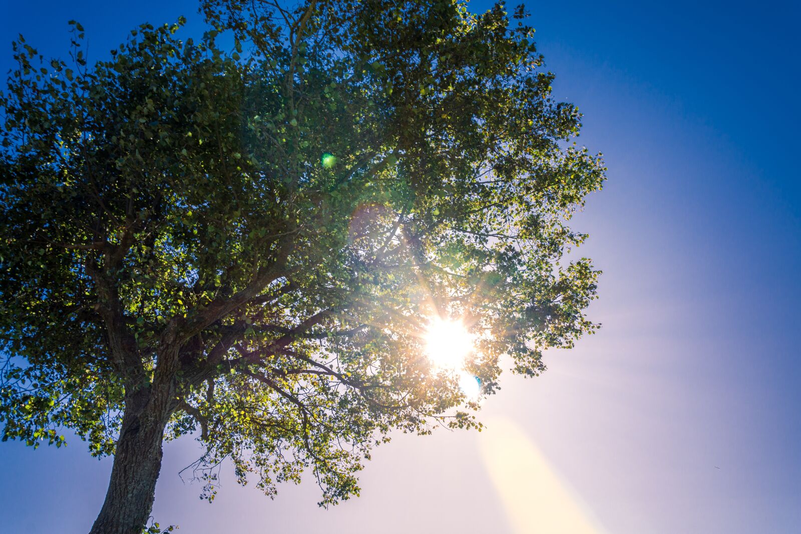Nikon D7200 sample photo. Old women, tree, sun photography