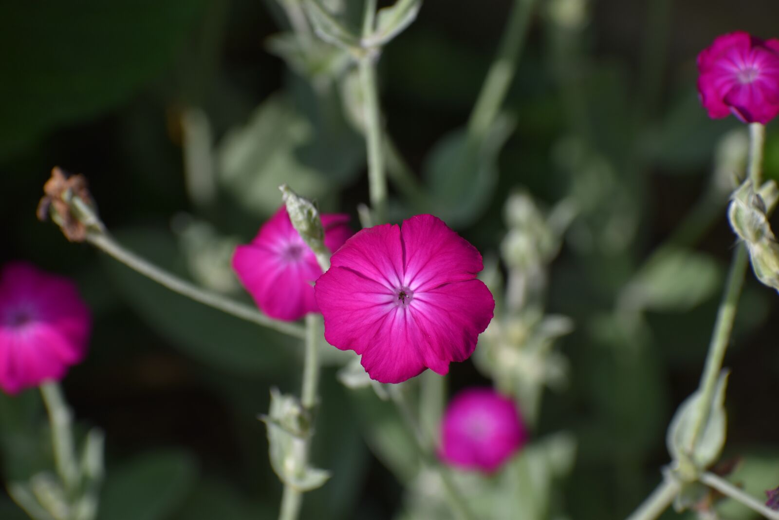 Nikon D3500 sample photo. Flowers, spring, flora photography