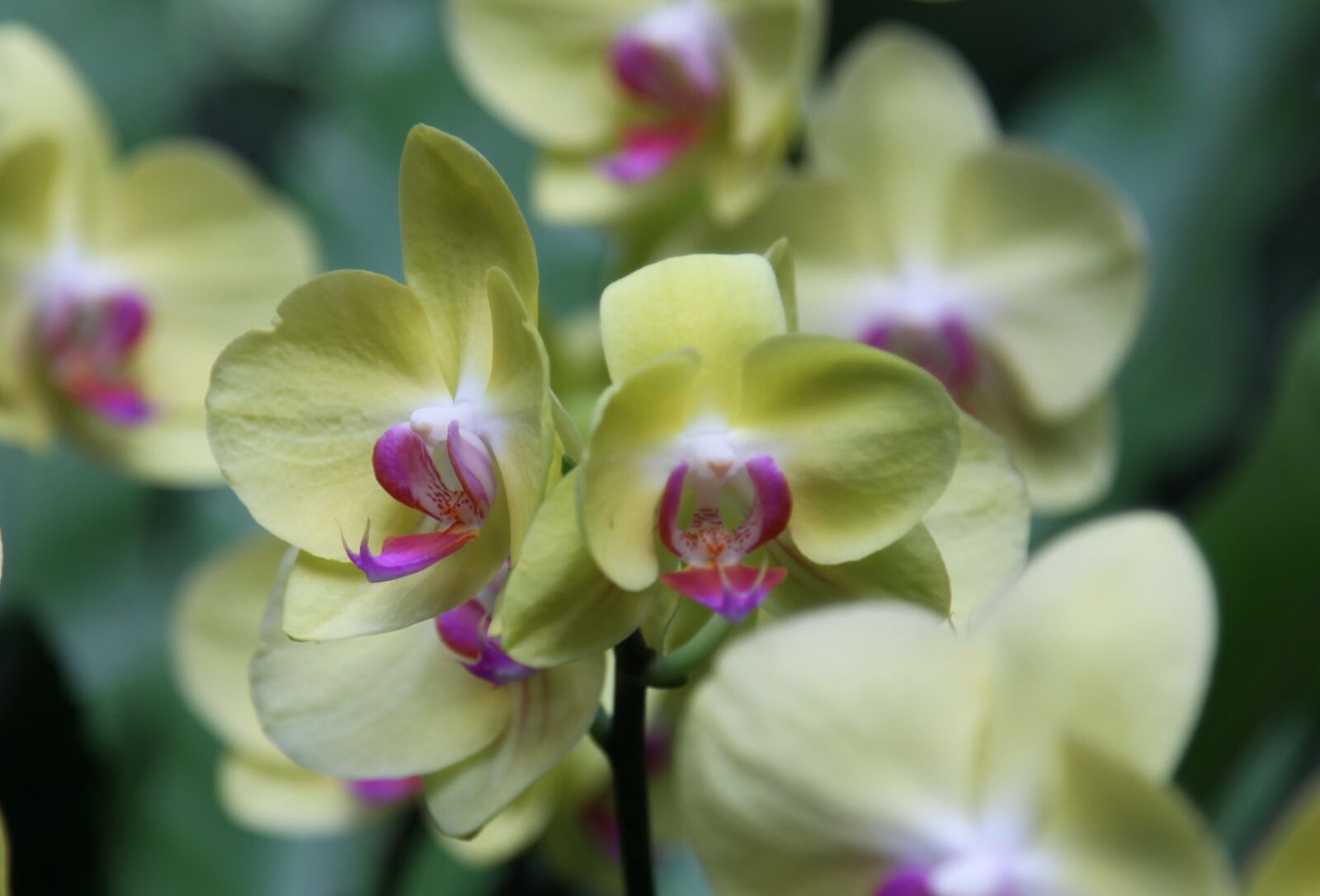 Canon EOS 5D Mark II sample photo. Orchid, flower, blossom photography