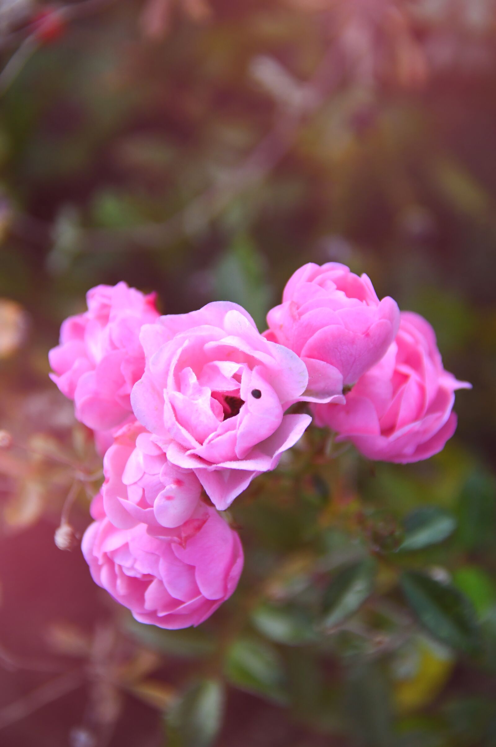 Nikon D3200 sample photo. Rose, autumn rose, petals photography