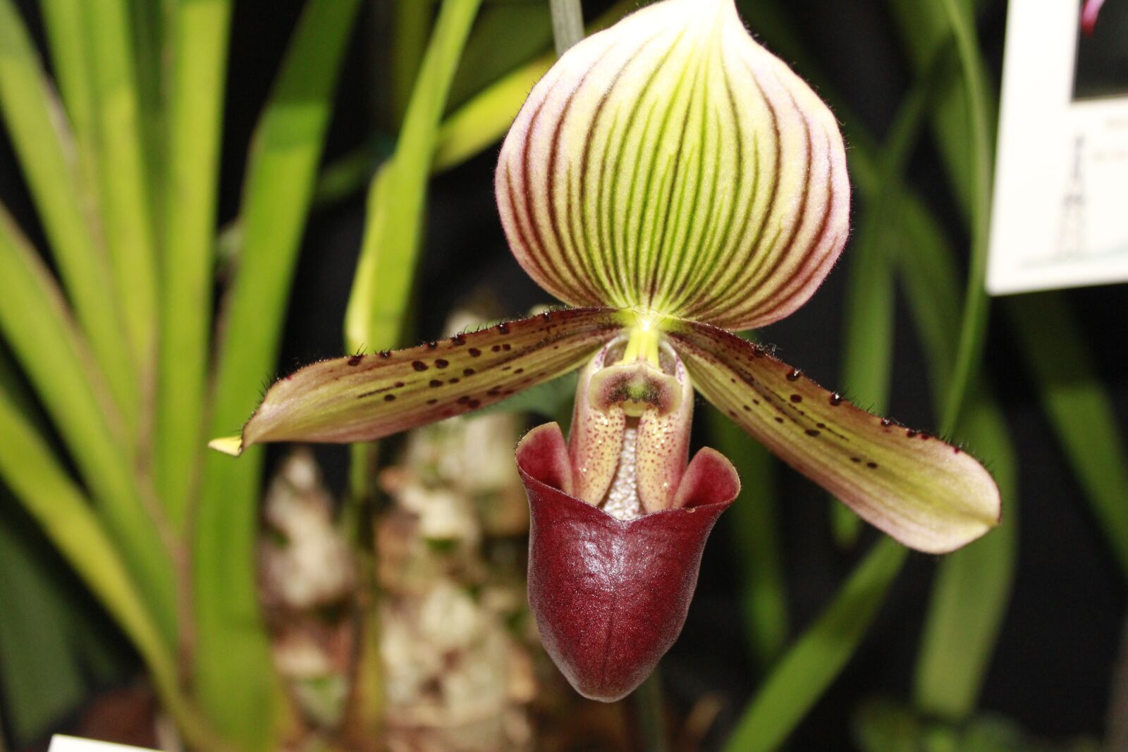 Canon EOS 550D (EOS Rebel T2i / EOS Kiss X4) sample photo. Orchids, cymbidium, flower photography
