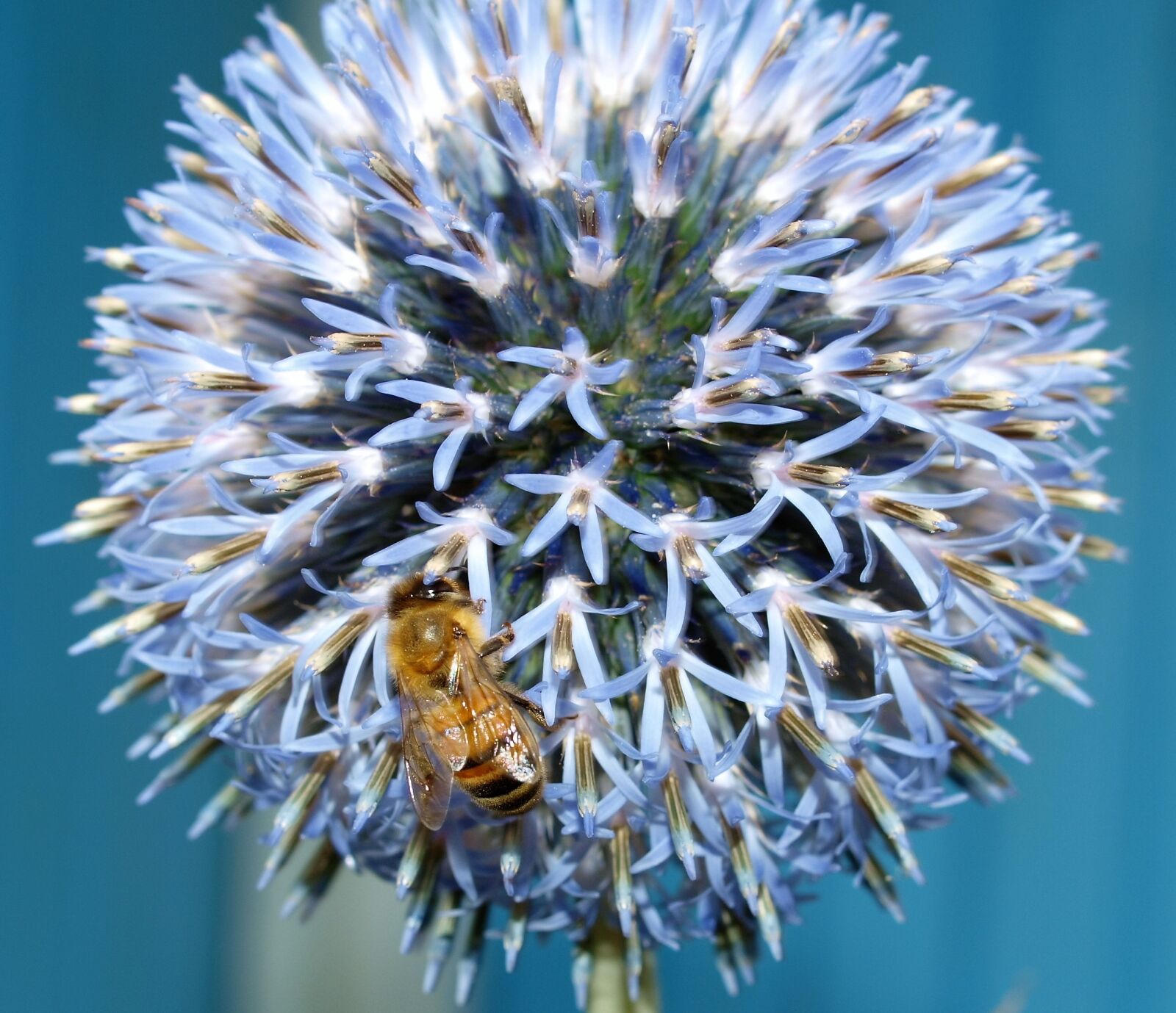 Olympus E-520 (EVOLT E-520) sample photo. Flower, bee, insect photography
