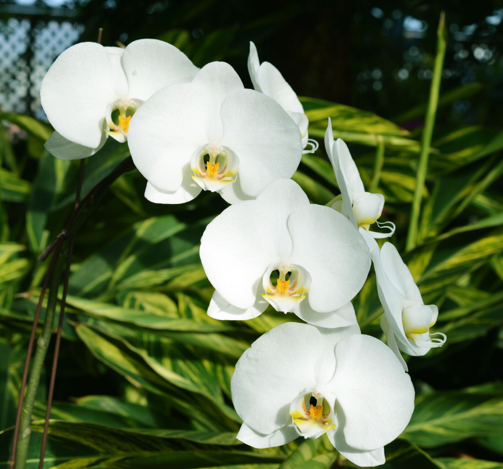 Nikon AF-S DX Micro Nikkor 40mm F2.8 sample photo. Orchids, white, flowers photography