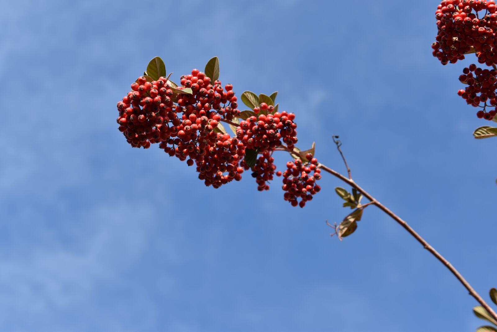 Nikon D5600 sample photo. Red berries, cotoneaster, plants photography