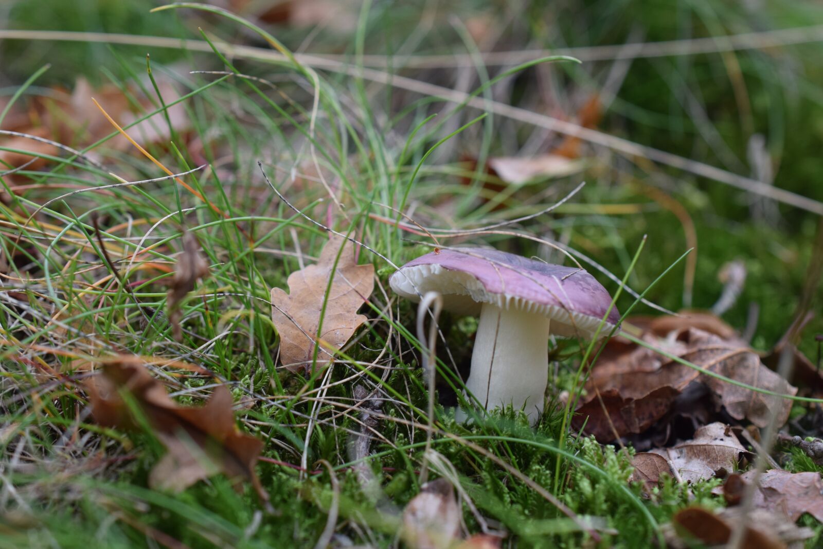 Nikon D5300 sample photo. Fungus, nature, green photography