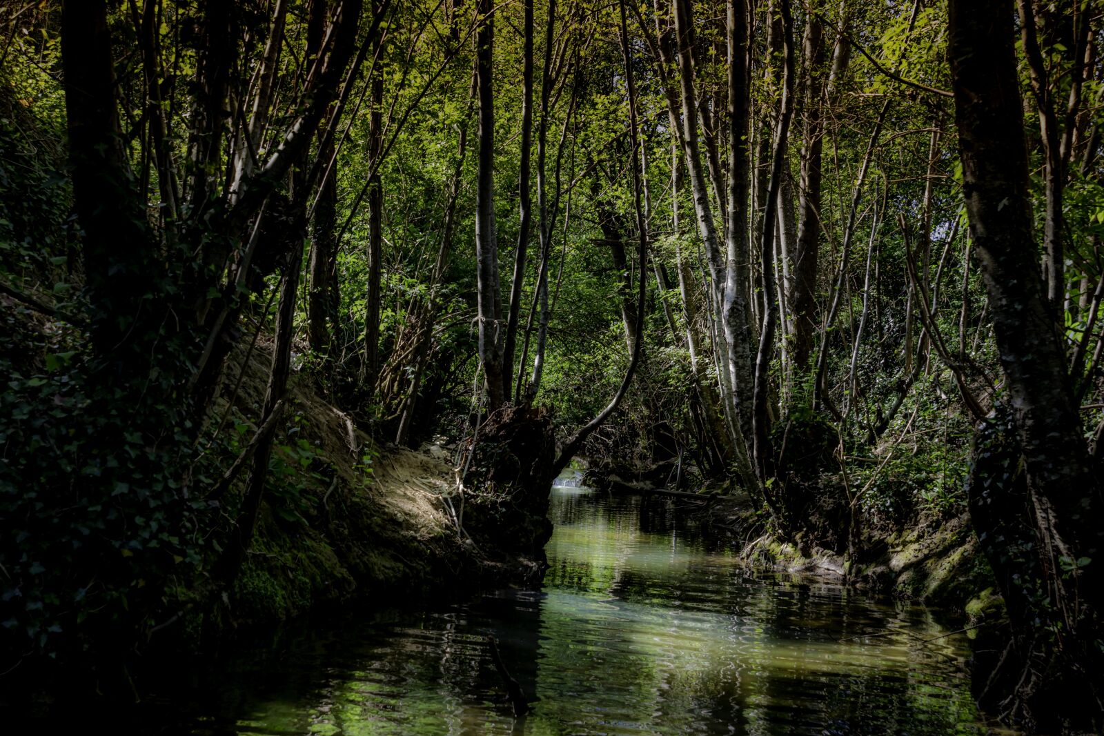 Nikon D7500 sample photo. River, forest, nature photography