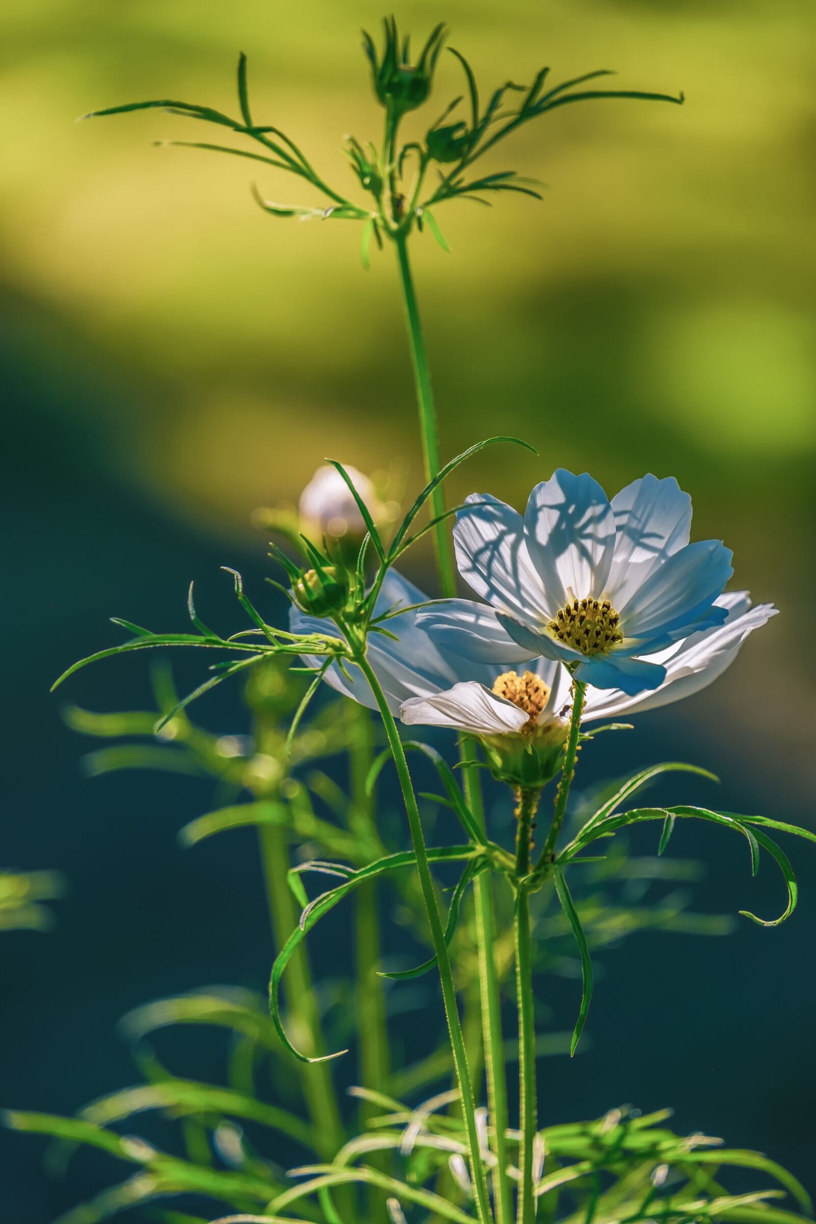 Fujifilm X-T10 sample photo. Cosmea, blossom, bloom photography