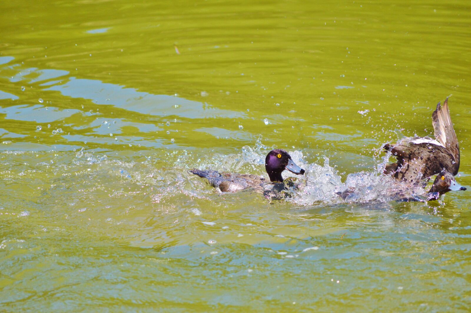 Nikon D3200 sample photo. Duck, water bird, mallard photography