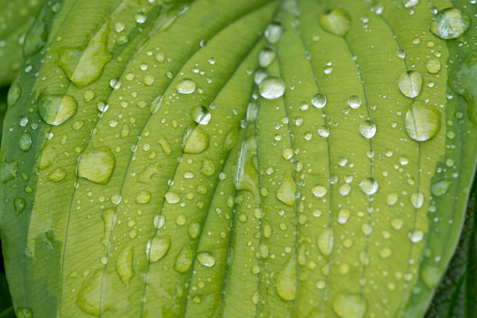 Nikon D7100 sample photo. Leaf, green leaf, leaf photography