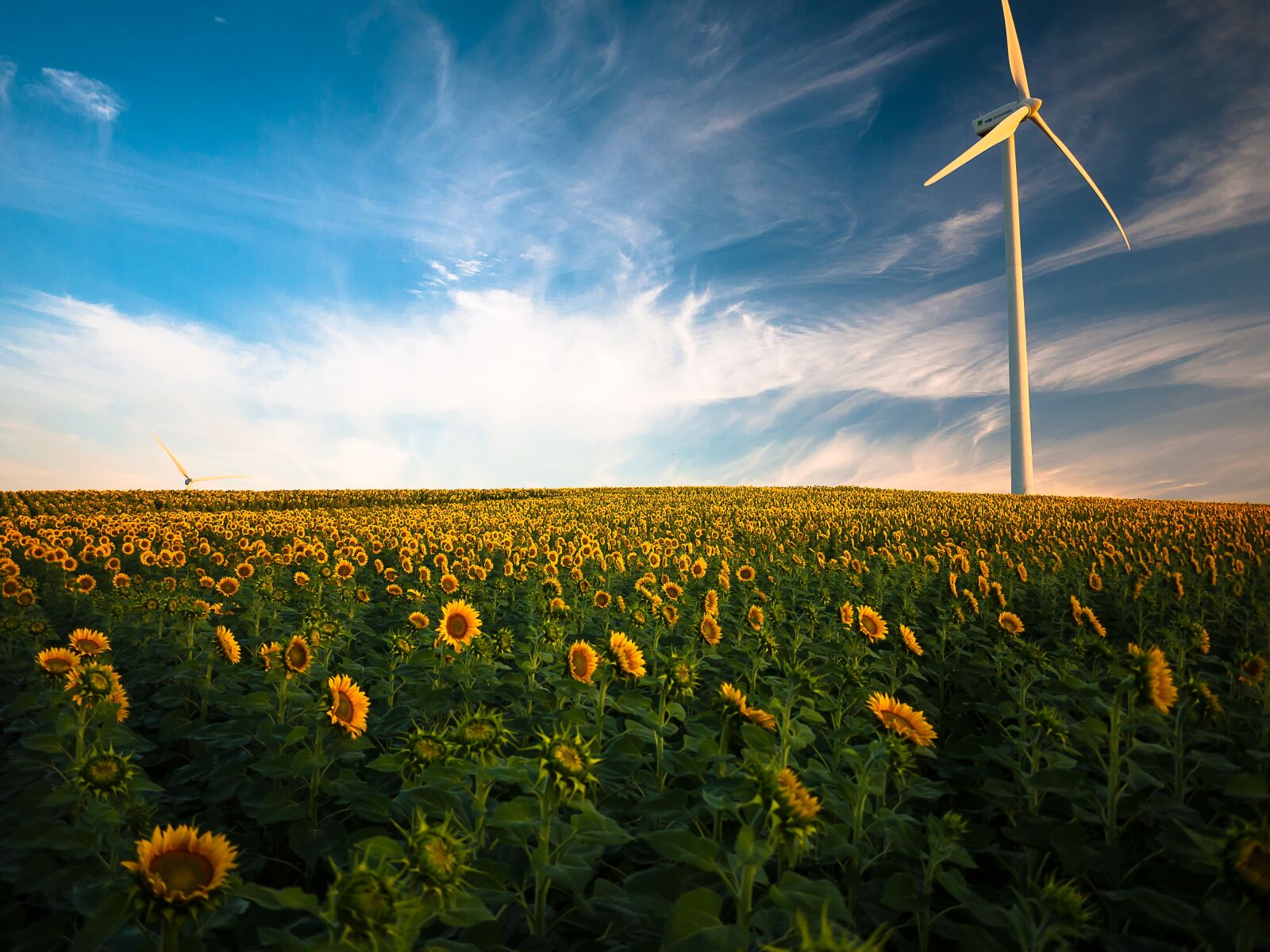 Panasonic Lumix G 14mm F2.5 ASPH sample photo. Agriculture, sunflower field, wind photography