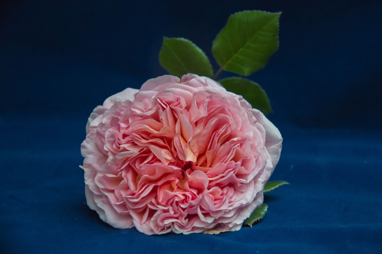 Canon EF-S 18-200mm F3.5-5.6 IS sample photo. Pink, english rose, flowers photography