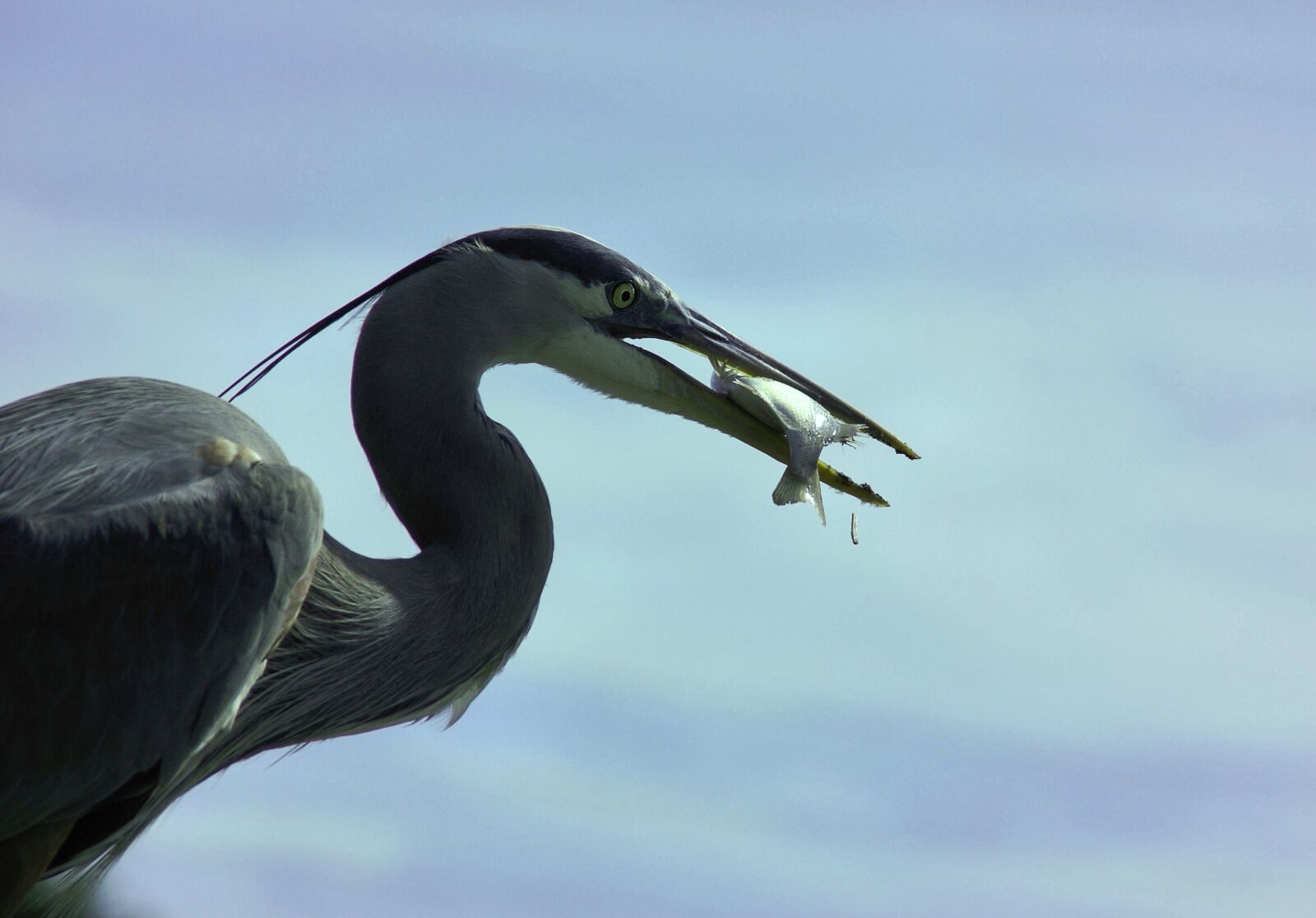 Sony Alpha DSLR-A100 sample photo. Heron, great-blue, great photography