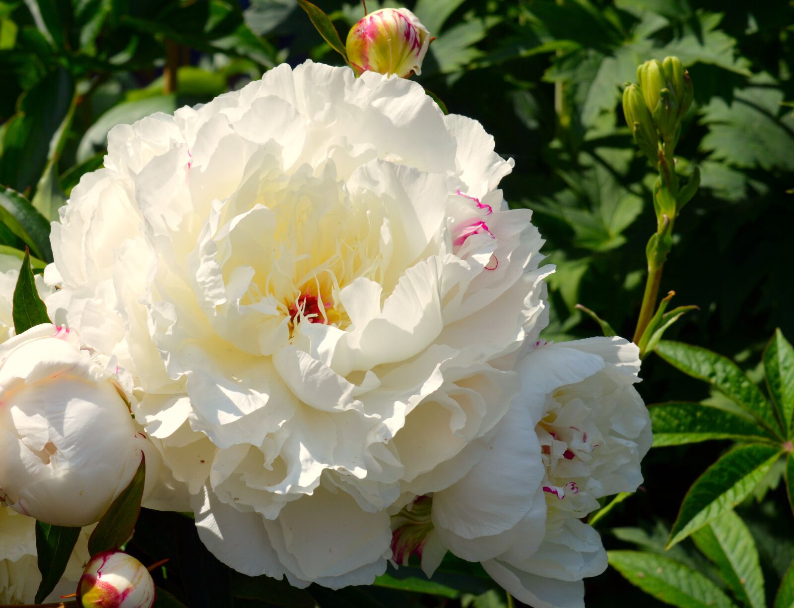 Nikon D3200 sample photo. Peony white, pentecost, flower photography